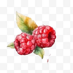 树莓图片_卡通手绘水果树莓