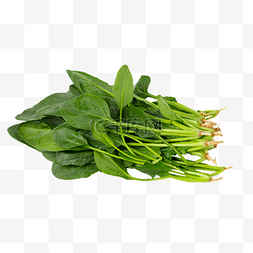 食材绿色图片_新鲜蔬菜绿色菠菜