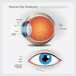 人类眼睛矢量图片_人眼解剖矢量图