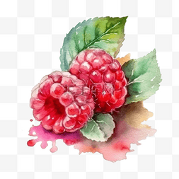树莓水果图片_卡通手绘水果树莓