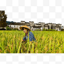 乡村村姑秋天稻子风景