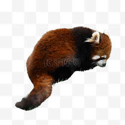 鹿丛林图片_红色小熊猫自然哺乳动物