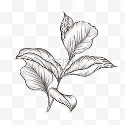 植物线条画图片_植物树叶素描风格田园线条画草图