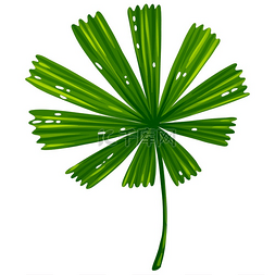 程式化的棕榈叶的插图。