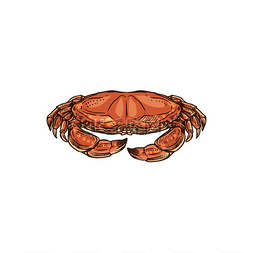 菜牌素材图片_螃蟹孤立的水下动物。