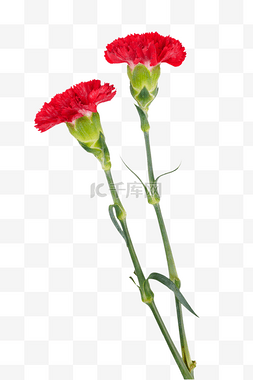 康乃馨花朵红色图片_母亲节康乃馨红色花束
