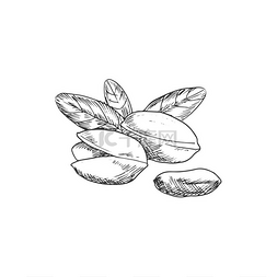 单色产品图片_开心果果实与叶子孤立的素描。