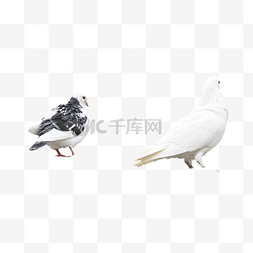灰色鸟类图片_白色鸽子动物羽翼鸟类