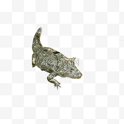 扬子鳄体型陆地尾巴