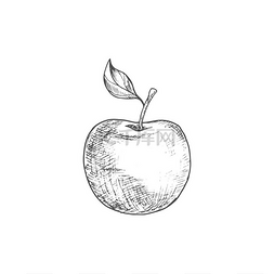 苹果果实病媒分离草图带叶子的有