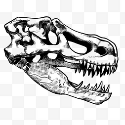 恐龙头骨獠牙