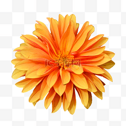 大丽花花朵植物橙色花瓣