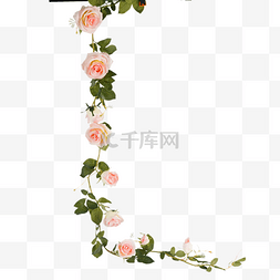 酸性玫瑰花月饼图片_粉色玫瑰绿植花卉花藤