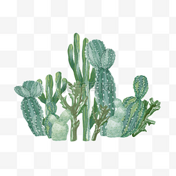 仙人掌植物插画图片_热带植物水彩仙人掌