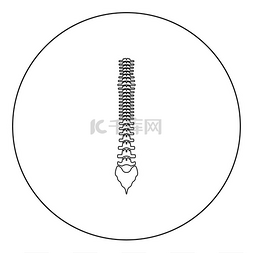 圆形或圆形矢量图中的人体脊椎图