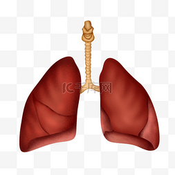 肺部卡通图片_医疗人体组织器官肺脏实例图
