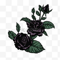 黑玫瑰花带叶植物