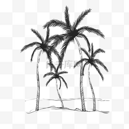 铅笔画素描黑白棕桐树植物