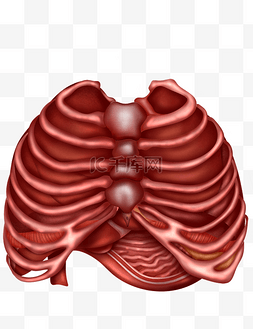 医疗人体组织器官图片_人体医疗组织器官肋骨