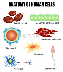 人体细胞的解剖