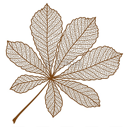 秋天栗子叶子的插图带有叶脉的树