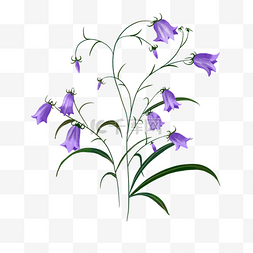 紫色蓝铃花婚礼水彩植物花