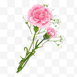 两朵盛开的粉色牡丹花