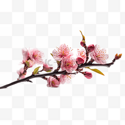 植物免扣摄影图片_春天春季高清免扣花卉摄影樱花桃