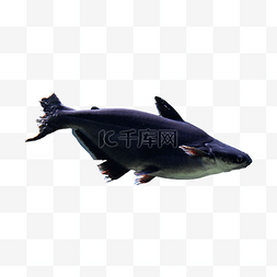 深海人图片_野生动物黑色斧头鲨