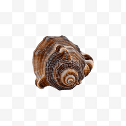 海螺装扮动物海岸