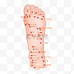 ai人体图图片_足部穴位图中医