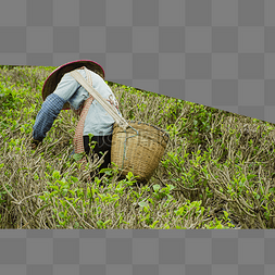 女工人在茶园里采茶