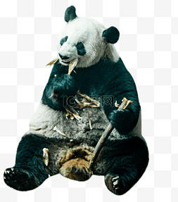 国宝大熊猫进食