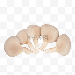 炒菠菜秀珍菇图片_新鲜蔬菜食用菌秀珍菇
