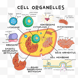生物基因细胞图片_细胞切面医学卡通插画