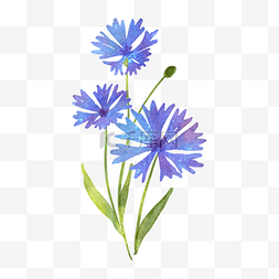 蓝紫色植物图片_蓝紫色水彩花卉车矢菊