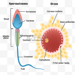 生物繁殖图片_精子细胞生物学科学插图