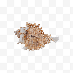 海螺海鲜螺纹外壳