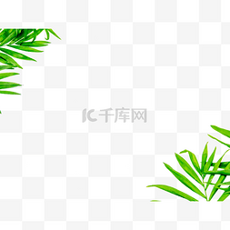 散尾葵热带植物