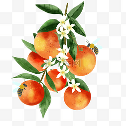 橙色水彩风格水果和两只蜜蜂