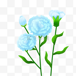 鲜艳的康乃馨图片_浅蓝色水彩康乃馨花束