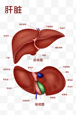皮下组织横切面图片_医疗人体组织器官肝脏实例图