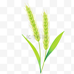 绿色小麦麦穗图片_绿色小麦麦子麦穗