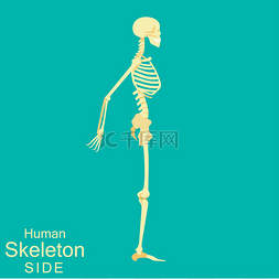 骨架的人体解剖学侧。医学插图。