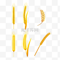 金色麦穗图片_秋季丰收小麦