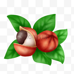 红色x展架易拉宝图片_瓜拉纳果水彩风格植物果实