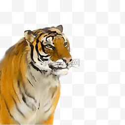 保护动物图片_保护动物老虎