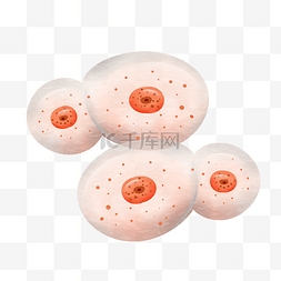 细胞核结构图片_生物科技细胞分裂