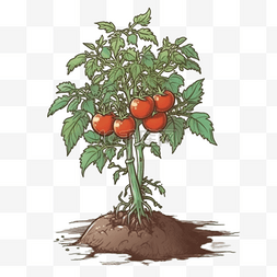 农业种植果蔬番茄