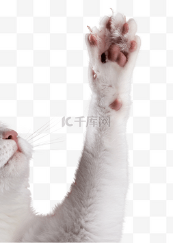 猫咪爪子图片_动物猫咪爪子